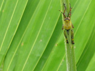 African Grasshopper